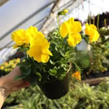 Sweet Pansy Plant 8a-pansy plant-9210507-49158.webp